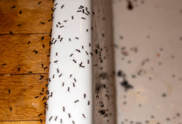 Reliable Ferdinand, IN Pest Control Solutions