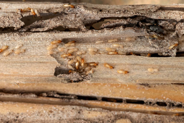 Best Local Pest Control Services  in Ferdand, IN