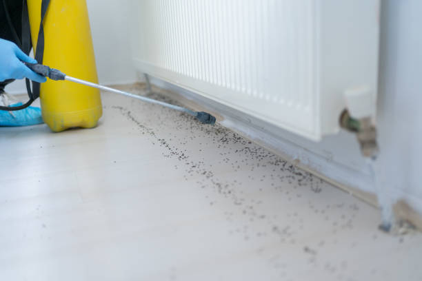 Best Termite Control Services  in Ferdand, IN